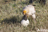 Egyptian vulture (Neophron percnopterus)