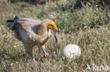 Egyptian vulture (Neophron percnopterus)