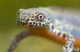 Alpine Newt (Ichthyosaura alpestris)