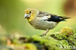 Appelvink (Coccothraustes coccothraustes)