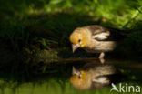 Appelvink (Coccothraustes coccothraustes)