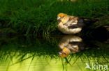 Appelvink (Coccothraustes coccothraustes)