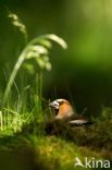 Appelvink (Coccothraustes coccothraustes)