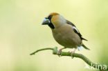 Hawfinch (Coccothraustes coccothraustes)