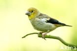 Hawfinch (Coccothraustes coccothraustes)