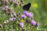 Red Admiral (Vanessa atalanta)