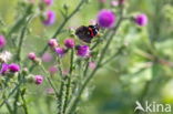 Red Admiral (Vanessa atalanta)