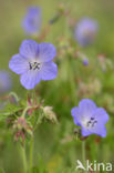 Beemdooievaarsbek (Geranium pratense)