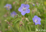 Beemdooievaarsbek (Geranium pratense)