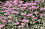 scarlet beebalm (Monarda didyma)