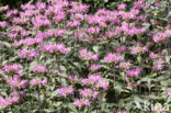 Bergamot (Monarda didyma)