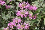 scarlet beebalm (Monarda didyma)