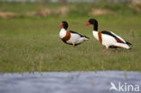 Shelduck (Tadorna tadorna)