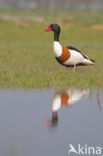 Shelduck (Tadorna tadorna)