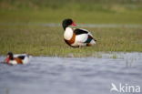 Shelduck (Tadorna tadorna)