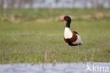 Shelduck (Tadorna tadorna)