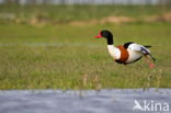 Shelduck (Tadorna tadorna)