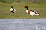 Shelduck (Tadorna tadorna)