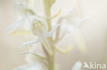 Greater Butterfly-orchid (Platanthera chlorantha)