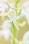 Greater Butterfly-orchid (Platanthera chlorantha)