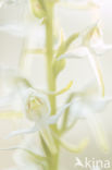 Greater Butterfly-orchid (Platanthera chlorantha)