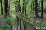 Beech (Fagus sylvatica)