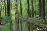 Beuk (Fagus sylvatica)