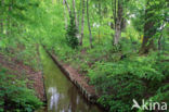 Beech (Fagus sylvatica)