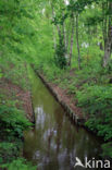 Beech (Fagus sylvatica)