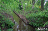 Beech (Fagus sylvatica)