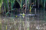 Coypu (Myocastor coypus)