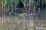 Beverrat (Myocastor coypus)