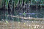 Coypu (Myocastor coypus)