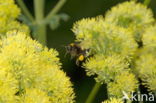 bee (Apidae sp.)