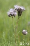 Lacy Phacelia (Phacelia tanacetifolia)