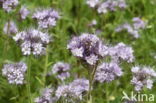 Bijenvoer (Phacelia tanacetifolia)