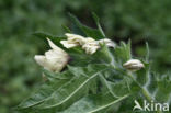 Henbane (Hyoscyamus niger)