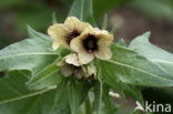 Henbane (Hyoscyamus niger)