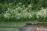 Large Bitter-cress (Cardamine amara)