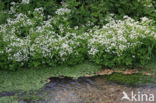 Large Bitter-cress (Cardamine amara)