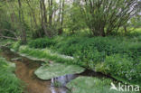 Bittere veldkers (Cardamine amara)