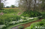 Large Bitter-cress (Cardamine amara)