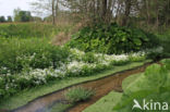 Bittere veldkers (Cardamine amara)