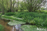 Large Bitter-cress (Cardamine amara)