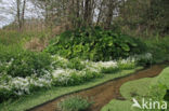 Large Bitter-cress (Cardamine amara)