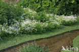 Bittere veldkers (Cardamine amara)