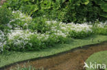 Large Bitter-cress (Cardamine amara)