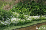 Bittere veldkers (Cardamine amara)