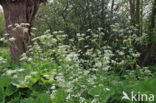 Large Bitter-cress (Cardamine amara)