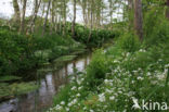 Bittere veldkers (Cardamine amara)